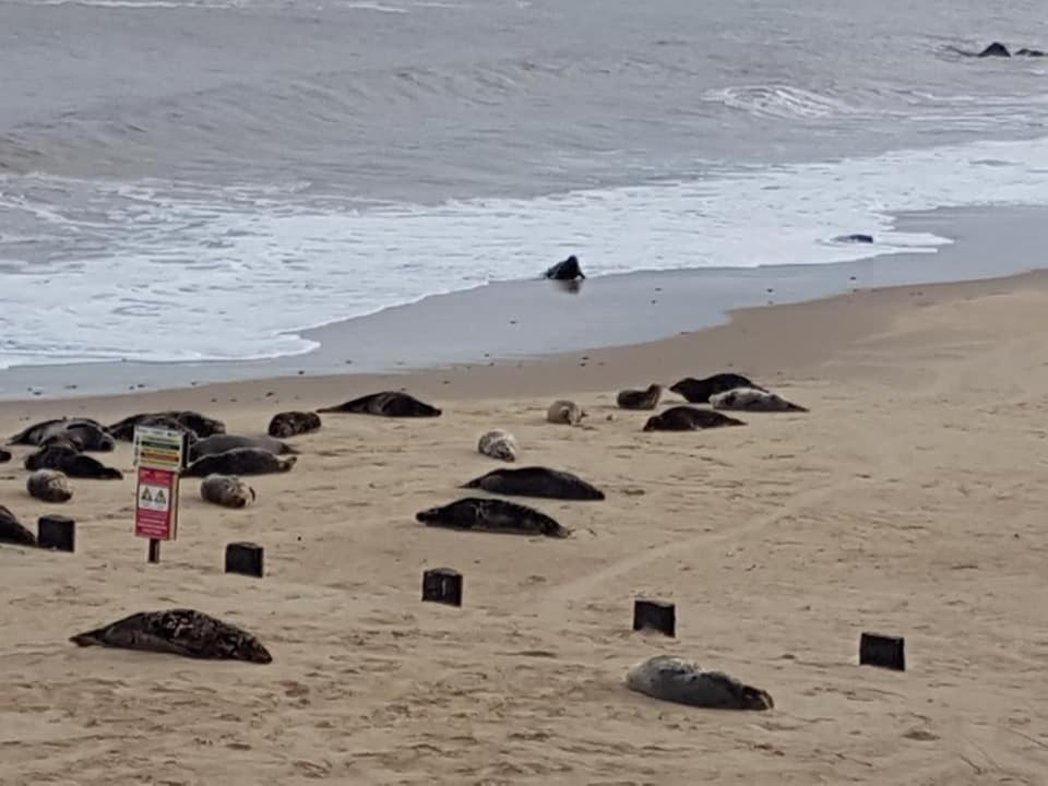 Вилла Coastal Terrace Dogs Welcome Optional Hot Tub Sea Palling Экстерьер фото